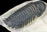 Large, Crotalocephalina Trilobite - Atchana, Morocco #119853-1